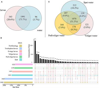 Bacterial Community Dynamics in Kumamoto Oyster Crassostrea sikamea Hatchery During Larval Development